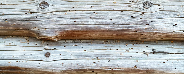  what does termite damage look like